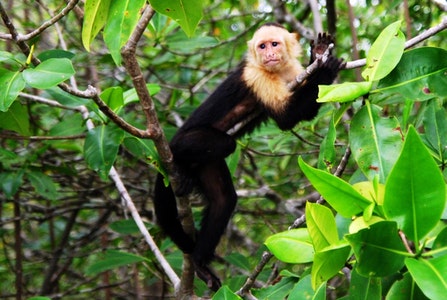mangrove boat tour quepos damas island costa rica